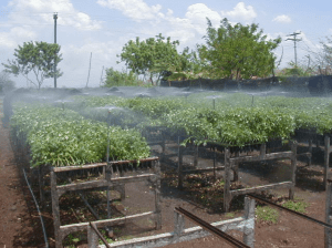 Nursery in La Paz Centro, Nicaragua