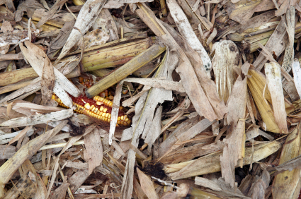 iStock_000011297019XSmall