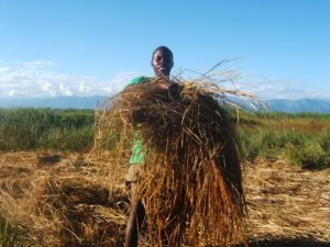The raw material for briquettes would normally be burned or left to rot in the field. 