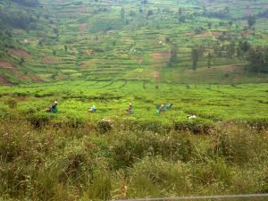 tea plantation and terraces