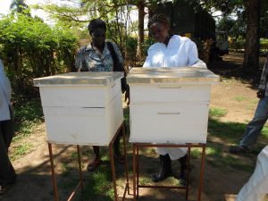 Staff inspecting the Bee hives